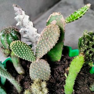 Assorted Cactus (15 Varieties)