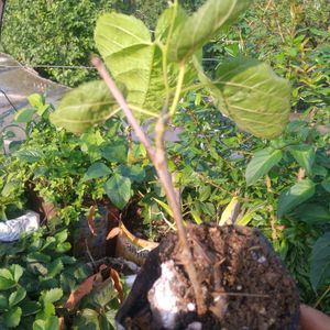 Hybrid Mulberry Plant