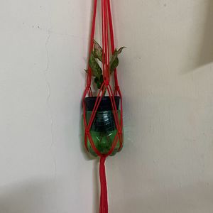 Plant Wall Hanging