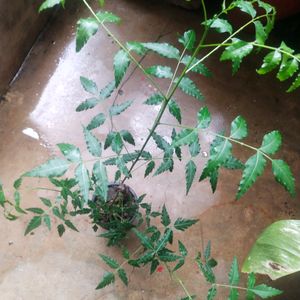 Fresh Nd Healthy Neem Plant With Root