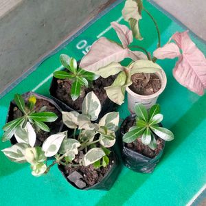 Adenuims, Pothos And Snygonuim Combo