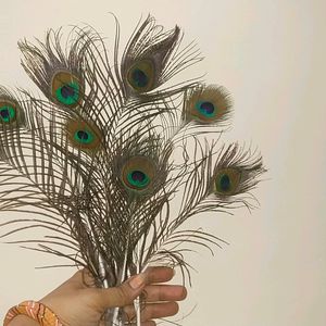 Wall Decorating With Peacock Feather