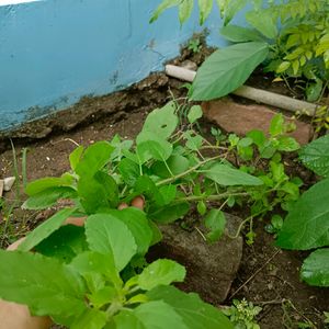 1 Feet Tulsi Plant