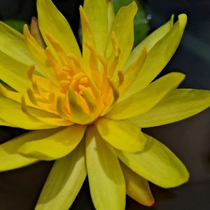 Maxicana Waterlily Plant