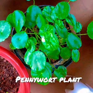 Pennywort Plant
