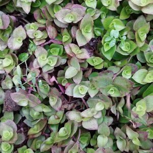 callisia repens hanging plants