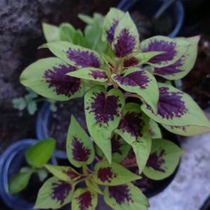 Coleus Combo