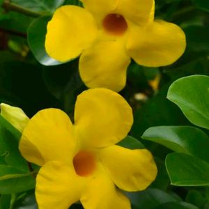 Yellow Mandevilla Flowering Plant,tree For Shurb