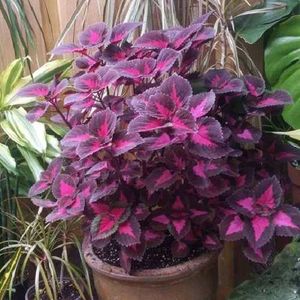 3 different Varieties Of Coleus Beautiful