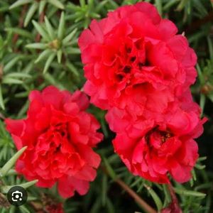 Portulaca Plant