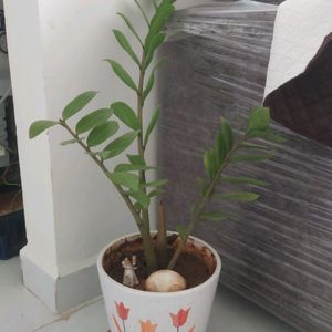 Zz Plant