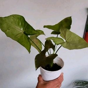 Evergreen Arrowhead Plant 🌵 & Pot