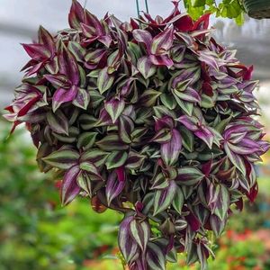 Wandering Jew Cuttings