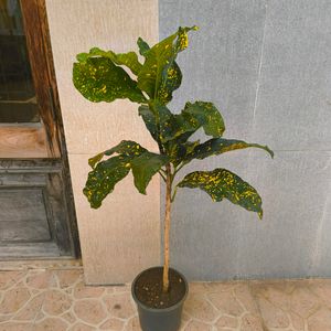 Gold Dust Croton With 10 Inch Plastic Pot