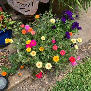 Portulaca Flower Seeds Pack Of 1 Packet