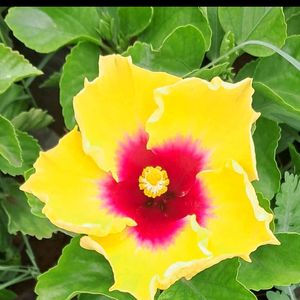 Grafted Hibiscus Combo Plant