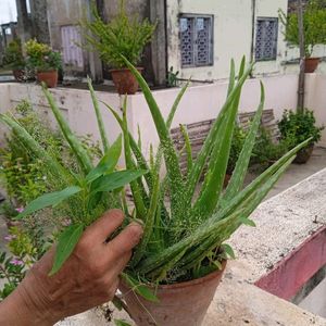 Healthy Alovera Plant With Roots