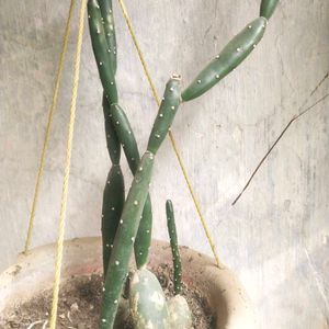 Cactus Only Single Shoot With Root,