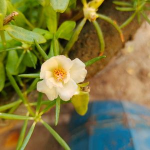 White Combo Table Rose And Portulaca 3 Plant