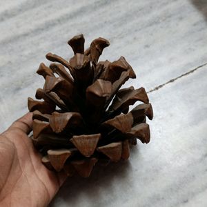 Combo Of Pine Tree For Decorations