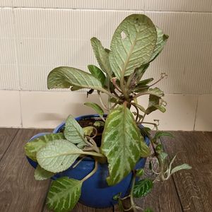 Episcia  Cupreata Plant