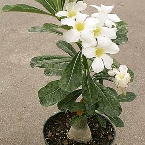 Freshly Harvested White Adenium Seeds