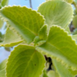 Cuban Oregano