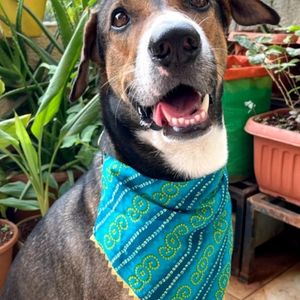 Festive Pet Bandhani Bandana