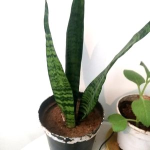 Snake Plant Available In Plastic Container