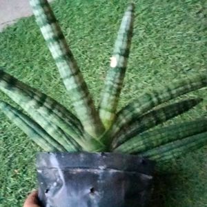 Sansevieria Cylindrica