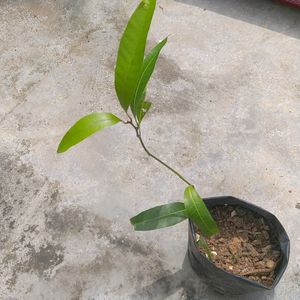 Mango Plant