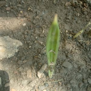 Dates Plant 🌴👌