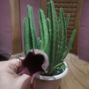 Beautiful Maroon Cup Flower Cactus