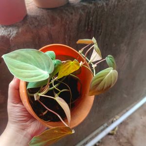 Red Emerald Philodendron Plant