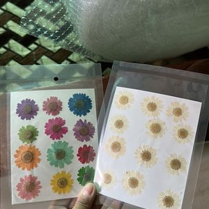 Pressed Daisy Sheets (new)