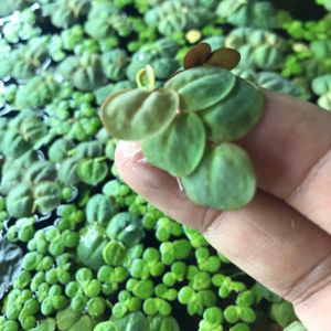 Giant Duck Weed Floating Live Aquarium Plant