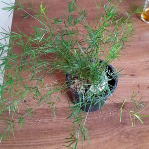 Beautiful Fern ☘️in Pot