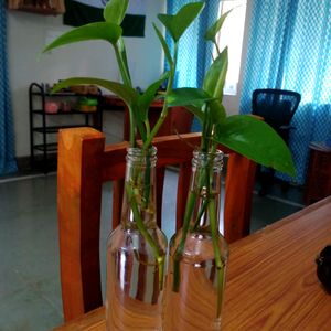 Rooted-Plant With Bottles