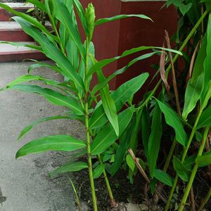 Dolon Chapa Flower Plant