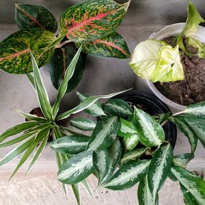 Air Purifying Mix Plants