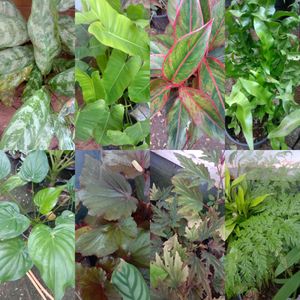8 Plants