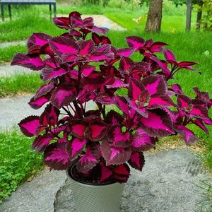 Coleus Plant With Pot