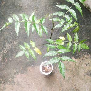 Healthy Neem Plant With Root