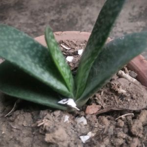 Its Sucuulent Gasteria Plant +ball Cactus