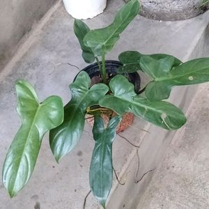 Indoor +Outdoor Plants Combo