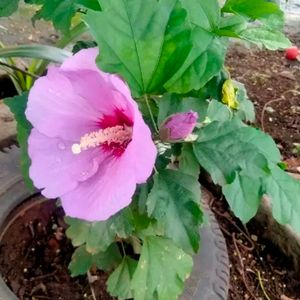 Hibiscus Rosa-sinensis Chinese Hibciscus