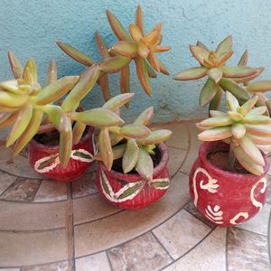 Succulents in Handpainted mudpot