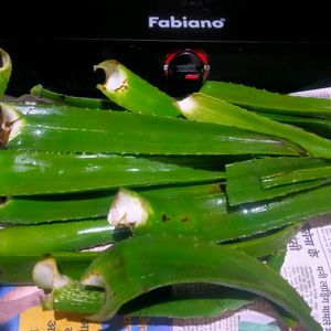 Fresh Organic Full Pulpy Aloevera Medicinal Leaf