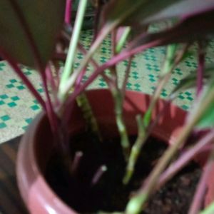 Cordyline Fruticosa Whole Plant