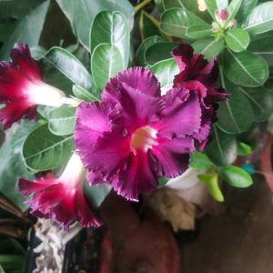 Beautiful Adenium Mock Desert Rose Flower Plant